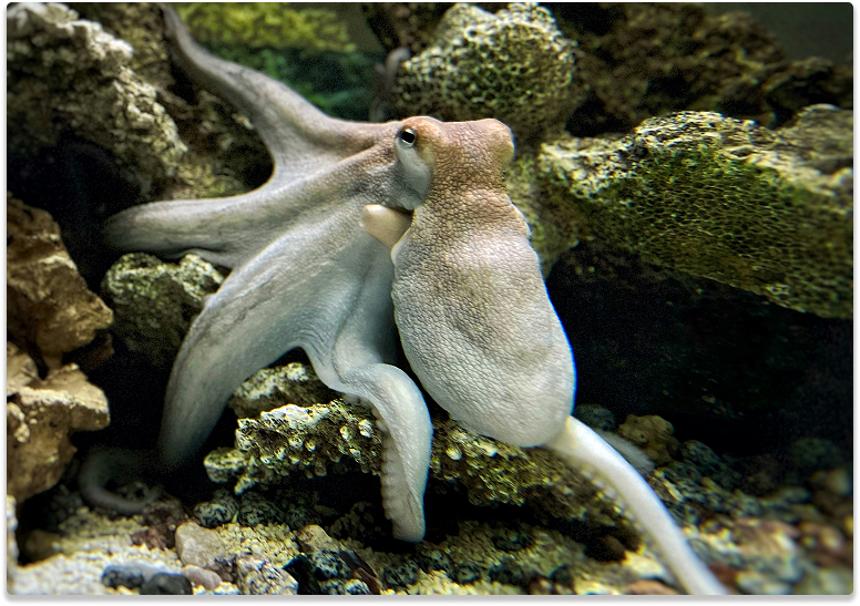 octopus